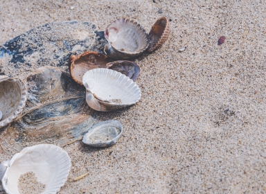 Billeder af muslinger på strand - Fotos af Ylanite Koppens fra Pexels
