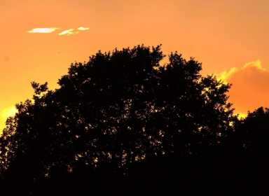 Solnedgang med træ i silhuet - fotograf Allan Gade