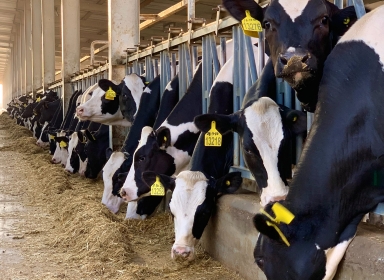 Køer på række der får hø