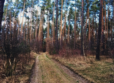 Stor skov