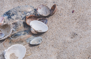 Billeder af muslinger på strand - Fotos af Ylanite Koppens fra Pexels