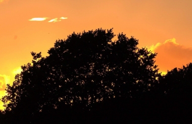 Solnedgang med træ i silhuet - fotograf Allan Gade