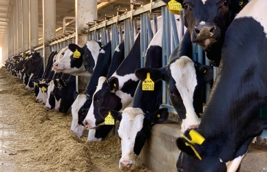 Køer på række der får hø