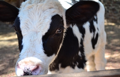 Sort og hvid ko Sort og hvid ko