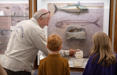 Billede af fossil