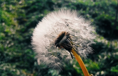 Mælkebøtte i flor