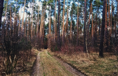 Stor skov