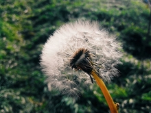 Mælkebøtte i flor